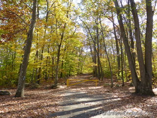 Haddam Cockaponset State Forest