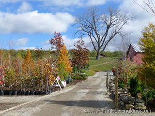 Great Barrington Windy Hill Farm