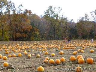 Southwick Pumpkin Valley Farm