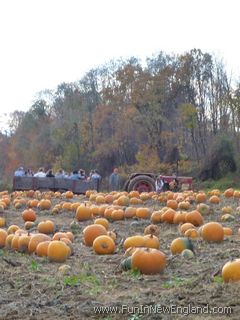 Southwick Pumpkin Valley Farm