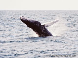 Barnstable Hyannis Whale Watcher Cruises