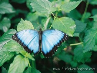 Deerfield Magic Wings Butterfly Conservatory & Gardens